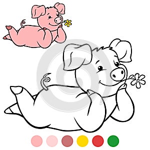 Color me: Little cute piglet lies and smiles. The flower in the mouth