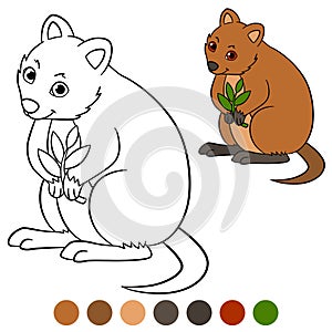 Color me: quokka. Little cute quokka with plant