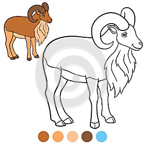 Color me: urial. Cute beautiful urial with huge horns stands