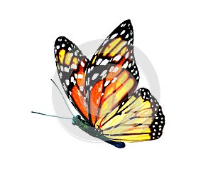 Color monarch butterfly , isolated on the white