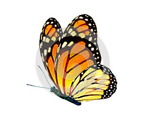 Color monarch butterfly , isolated on the white