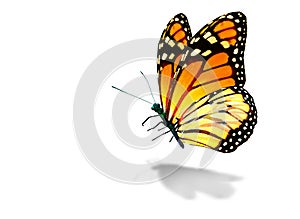 Color monarch butterfly , isolated on the white
