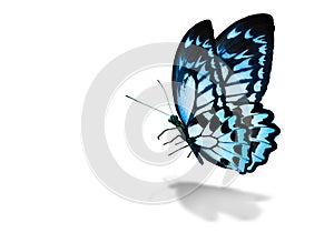 Color monarch butterfly , isolated on the white