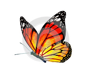 Color monarch butterfly , isolated on the white