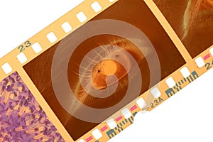 Color Negative Film Strip Frame and Eye