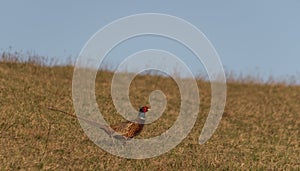 Color nice pheasant on orange meadow in sunset evening time