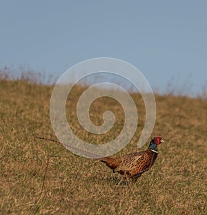 Color nice pheasant on orange meadow in sunset evening time