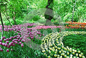 Color oasis with tulips