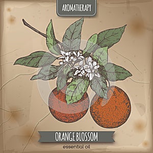 Color orange blossom sketch on vintage background.