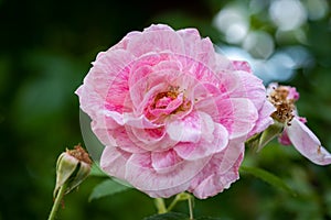 Color outdoor floral macro of a single isolated pink white rose blossom on natural blurred green background