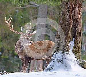 Winter animal portrait of a single majestic red deer / elk with large antlers standing behind a tree