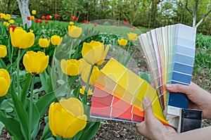 Palets tarjetas elegir tulipán 