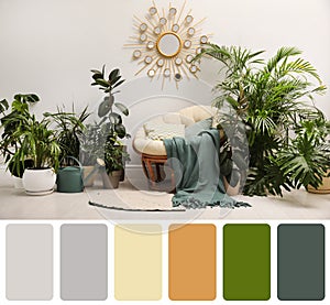 Color palette and photo of lounge area interior with comfortable papasan chair and houseplants. Collage
