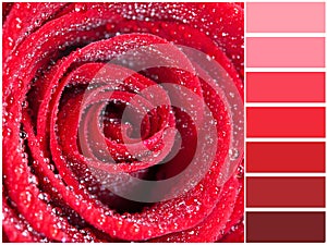 Color palette series: shades of scarlet