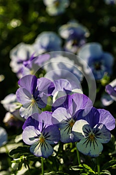 Color pancy flower photo