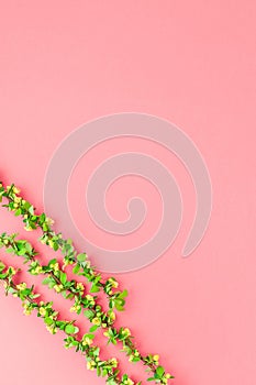 Color paper background with flowering barberry