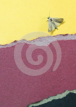 Color papers background with insect