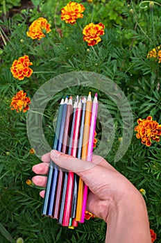 Color pencils in hand on a background of marigold