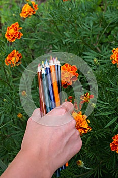 Color pencils in hand on a background of marigold