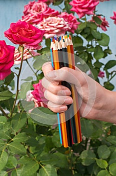 Color pencils in hand on a background of roses