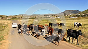 Color landscape photo of cattle late afternoon on a dirt road. photo