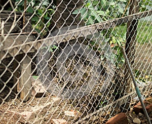 COLOR PHOTO OF CHAIN-LINK FENCE