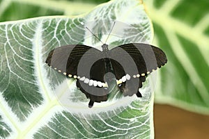 Color photo of an exotic butterfly sitting on a leaf background is blurred