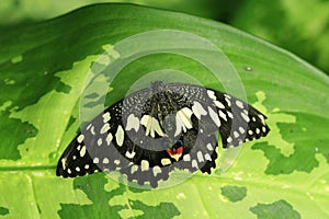 Color photo of an exotic butterfly sitting on a leaf background is blurred