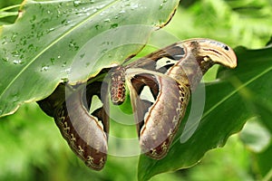 Color photo of an exotic butterfly sitting on a leaf background is blurred