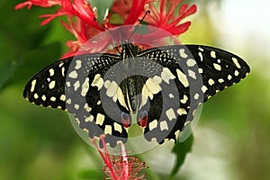 Color photo of an exotic butterfly sitting on a leaf background is blurred