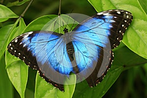 Color photo of an exotic butterfly sitting on a leaf background is blurred