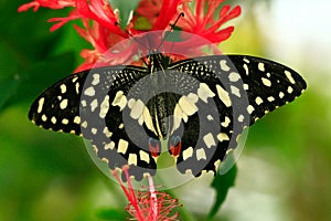 color photo of exotic butterfly on vegetables list background is blurred