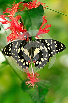 color photo of exotic butterfly on vegetables list background is blurred