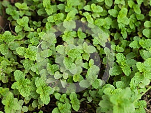 MENTHA ARVENSIS CORN MINT, FIELD MINT OF WILD MINT photo