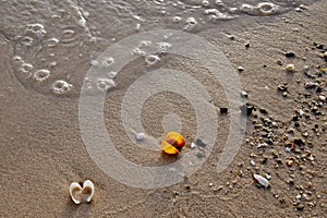 Colorful sea shell on the golden sand of the beach