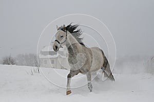 Color photo of shades of gray The horse has closed eyes on the canter