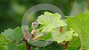 Color photo of a vineyard cut in plan moved closer.