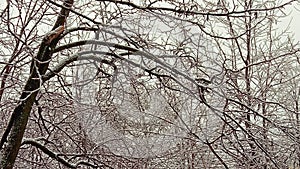 Frozen branches of trees in winter forest in Serbia