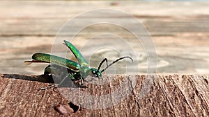 Lytta vesicatoria or the Spanish fly insect photo