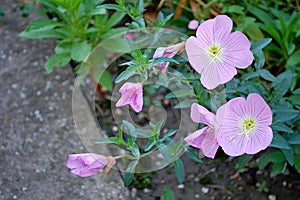 Photography of pinkladies flowers Oenothera speciosa photo