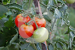 Photography of tomato fruit of the plant Solanum lycopersicum photo