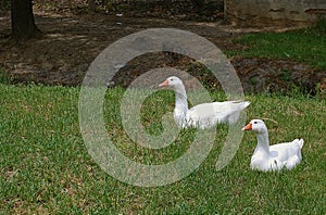 Photography of white Emden or Embden domestic geese photo