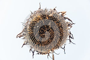 A Color picture of a dried sunflower on a field