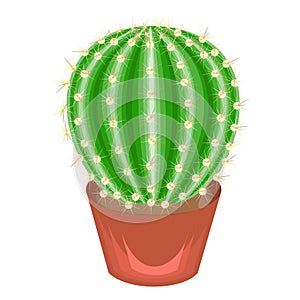Color picture. Potted plant in a pot. The green cactus is spherical with tubercles covered with spines. Mammillaria, hymnocalicium