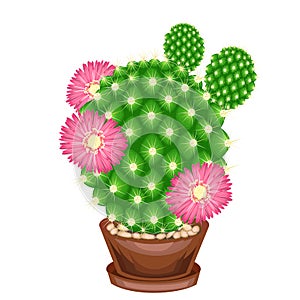 Color picture. Potted plant in a pot. The green cactus is spherical with tubercles covered with spines. Mammillaria, hymnocalicium