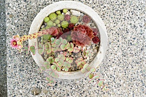 Color plants in grey pot.