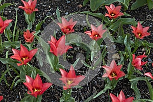 Color popping Tulipa Doll`s Minuet in a field, beautiful lily-shaped viridiflora tulips with magenta-red petals and yellow stamens