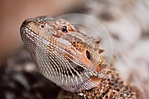 Color portrait of a bearded dragon (Bartagame)
