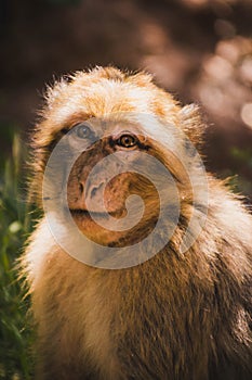 color portrait of a monkey in freedom in the forest of ouzoud