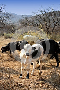 Color portret photo of a Nguni calf in the field.